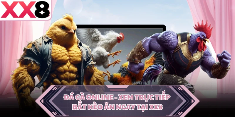 Đá Gà Online - Xem Trực Tiếp Bắt Kèo Ăn Ngay Tại XX8